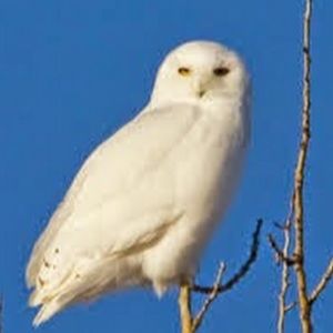 Meet your Posher, Esther